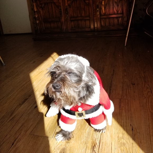 Dog Christmas outfit including santa hat dog not included - Picture 2 of 2